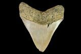 Fossil Megalodon Tooth - North Carolina #109680-2